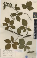 Lectotype of Rubus nitidus Weihe & Nees f. arenarius E. Barber [family ROSACEAE]
