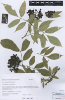 Isotype of Sambucus x strumpfii Gutte [family ADOXACEAE]