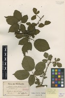 Isolectotype of Rubus nitidus Weihe & Nees f. latifolius E. Barber [family ROSACEAE]