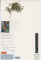 Holotype of Woehleria serpyllifolia Griseb. [family AMARANTHACEAE]