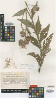 Type of Carduus crispus L. subsp. agrestis (Kern.) Vollm. [family ASTERACEAE]