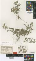 Type of Centaurea ramosissima Freyn & Sint. ex Freyn [family ASTERACEAE]