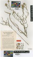 Type of Centaurea trichocephala M.Bieb. ex Willd. subsp. simonkaiana (Hayek) Dostal [family ASTERACEAE]