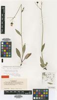 Isotype of Hieracium dovrense Fr. var. chrysostylum Lindeb. [family ASTERACEAE]