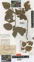 Syntype of Agelaea koneri O.Hoffm. & Hildebr. ex O.Hoffm. [family CONNARACEAE]