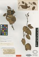 Lectotype of Connarus reticulatus Griseb. [family CONNARACEAE]