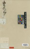 Type of Erica velutina Bartl. [family ERICACEAE]