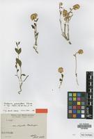 Type of Mechowia grandiflora Schinz [family AMARANTHACEAE]