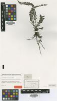 Type of Cephalomanes atrovirens C.Presl [family PTERIDOPHYTA]