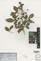 Holotype of Iochroma australe Griseb. [family SOLANACEAE]