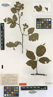 Type of Rubus dechenii Wirtg. [family ROSACEAE]