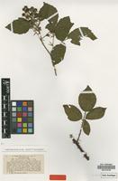 Type of Rubus hostilis P.J.Müll. & Wirtg. [family ROSACEAE]