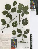 Isotype of Rubus schnedleri H.E.Weber [family ROSACEAE]