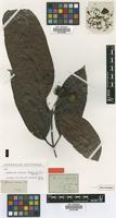 Isotype of Nauclea calycina Bartl. ex DC. [family RUBIACEAE]