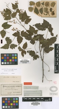 Syntype of Urvillea euryptera Griseb. [family SAPINDACEAE]