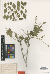 Isotype of Citharexylum berlandieri B.L.Rob. [family VERBENACEAE]