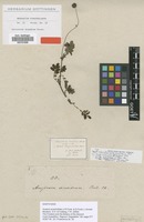 Type of Ancistrum diandrum G.Forst. [family ROSACEAE]