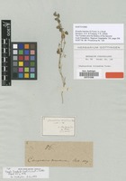 Type of Chenopodium triandrum G.Forst. [family CHENOPODIACEAE]