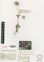 Type of Gomphrema ligulata Griseb. [family AMARANTHACEAE]