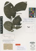 Holotype of Aristolochia constricta Griseb. [family ARISTOLOCHIACEAE]
