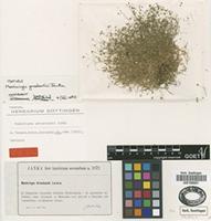 Isotype of Moehringia grisebachii Janka [family CARYOPHYLLACEAE]