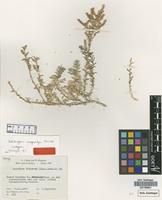 Isotype of Kalidiopsis wagenitzii Aellen [family CHENOPODIACEAE]