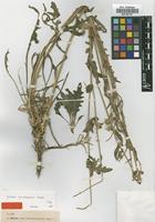 Type of Jurinea suidunensis Korsh. [family ASTERACEAE]