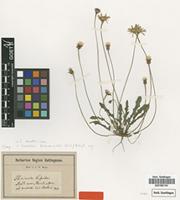 Type of Thrincia hispida Roth [family ASTERACEAE]