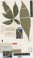 Holotype of Rhytidophyllum exsertum Griseb. [family GESNERIACEAE]