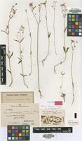 Isotype of Exacum stenopterum Klack. [family GENTIANACEAE]