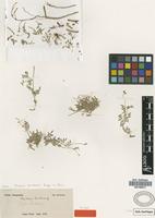 Syntype of Oxytropis heratensis Bunge in Boiss. [family FABACEAE]