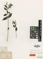Isoneotype of Buddleja lindleyana Fortune [family LOGANIACEAE]