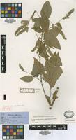 Holotype of Chamissoa celosioides Griseb. [family AMARANTHACEAE]