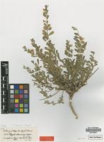 Syntype of Polygala obtusissima Hochst. ex Chodat [family POLYGALACEAE]