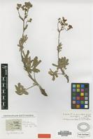 Holotype of Potentilla hirta L. var. pinnatifida Griseb. [family ROSACEAE]