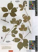 Type of Rubus umbraticus P.J.Müll. [family ROSACEAE]