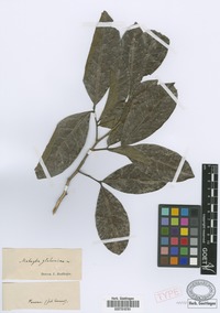 Syntype of Matayba glaberrima Radlk. [family SAPINDACEAE]