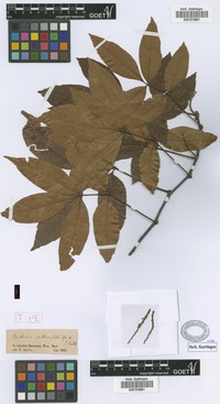 Type of Paullinia interrupt Benth. [family SAPINDACEAE]