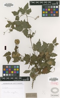 Syntype of Urvillea euryptera Griseb. [family SAPINDACEAE]
