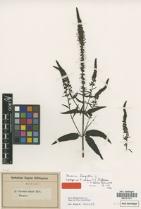 Syntype of Veronica ciliaris Hoffm. [family SCROPHULARIACEAE]