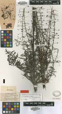 Isotype of Verbascum lyratifolium Koch var. linearilobum Boiss. [family SCROPHULARIACEAE]