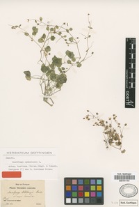 Isotype of Saxifraga huetiana Boiss. [family SAXIFRAGACEAE]