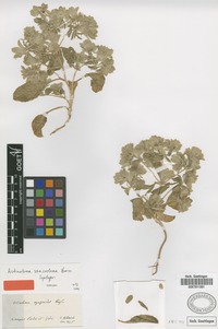 Syntype of Actinolema macrolema Boiss. [family APIACEAE]