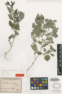 Type of Forsskaolea viridis Ehrenb. ex Webb [family URTICACEAE]
