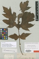 Type of Tacca pinnatifida J.R.Forst. & G.Forst. [family TACCACEAE]