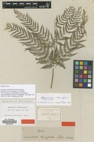 Type of Lonchitis tenuifolia G.Forst. [family POLYPODIACEAE]