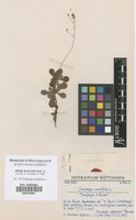 Filed as Saxifraga cuneifolia L. [family SAXIFRAGACEAE]