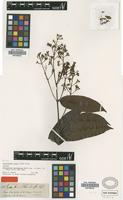Isotype of Forsteronia benthamiana Muell.Arg. [family APOCYNACEAE]