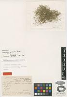 Lectotype of Moehringia grisebachii Janka [family CARYOPHYLLACEAE]