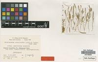Paratype of Microcnemum coralloides (Loscos & Pardo) Font Quer subsp. anatolicum Wagenitz [family CHENOPODIACEAE]